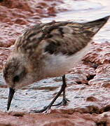 Little Stint