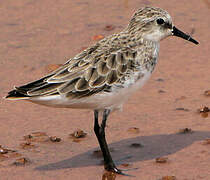 Little Stint