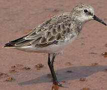 Little Stint