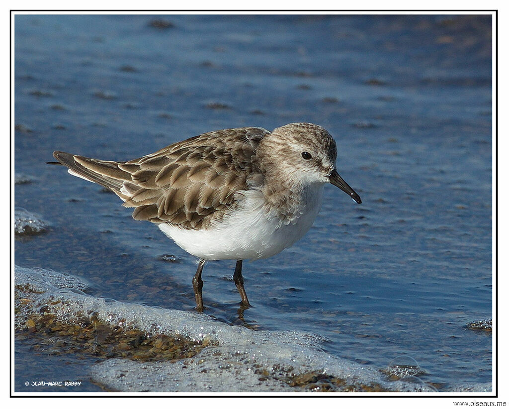 Bécasseau minute, identification