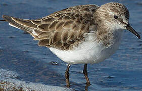 Little Stint