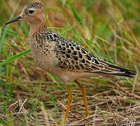 Buff-breasted Sandpiper