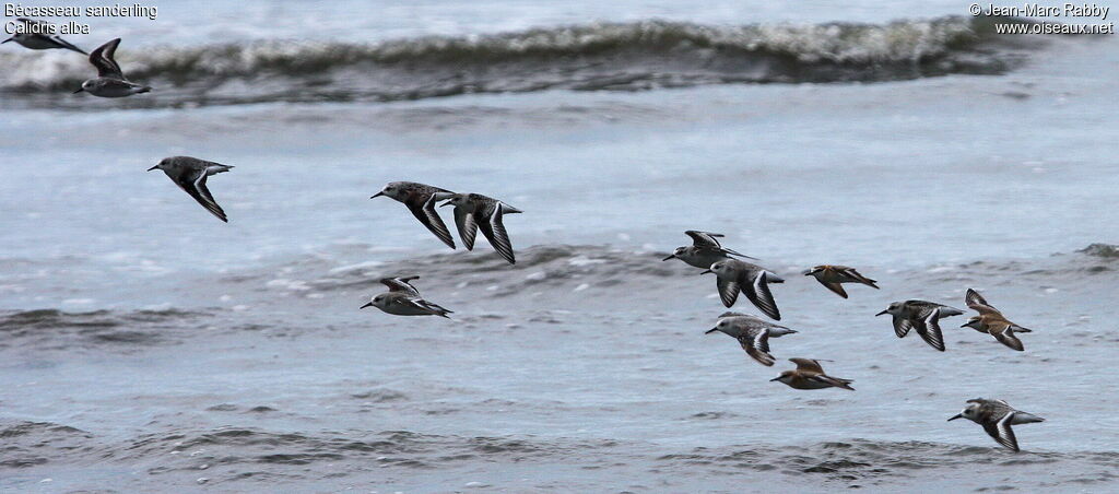 Bécasseau sanderling, Vol