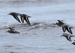 Sanderling