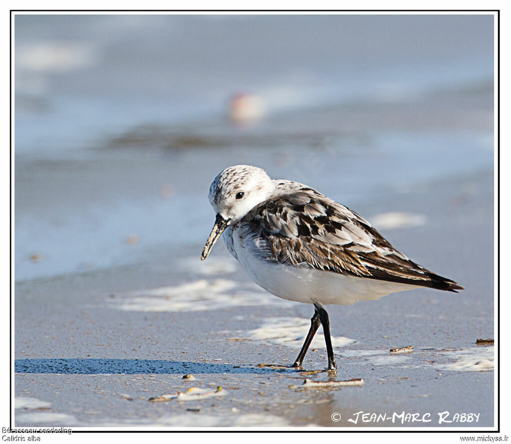 Sanderling, identification