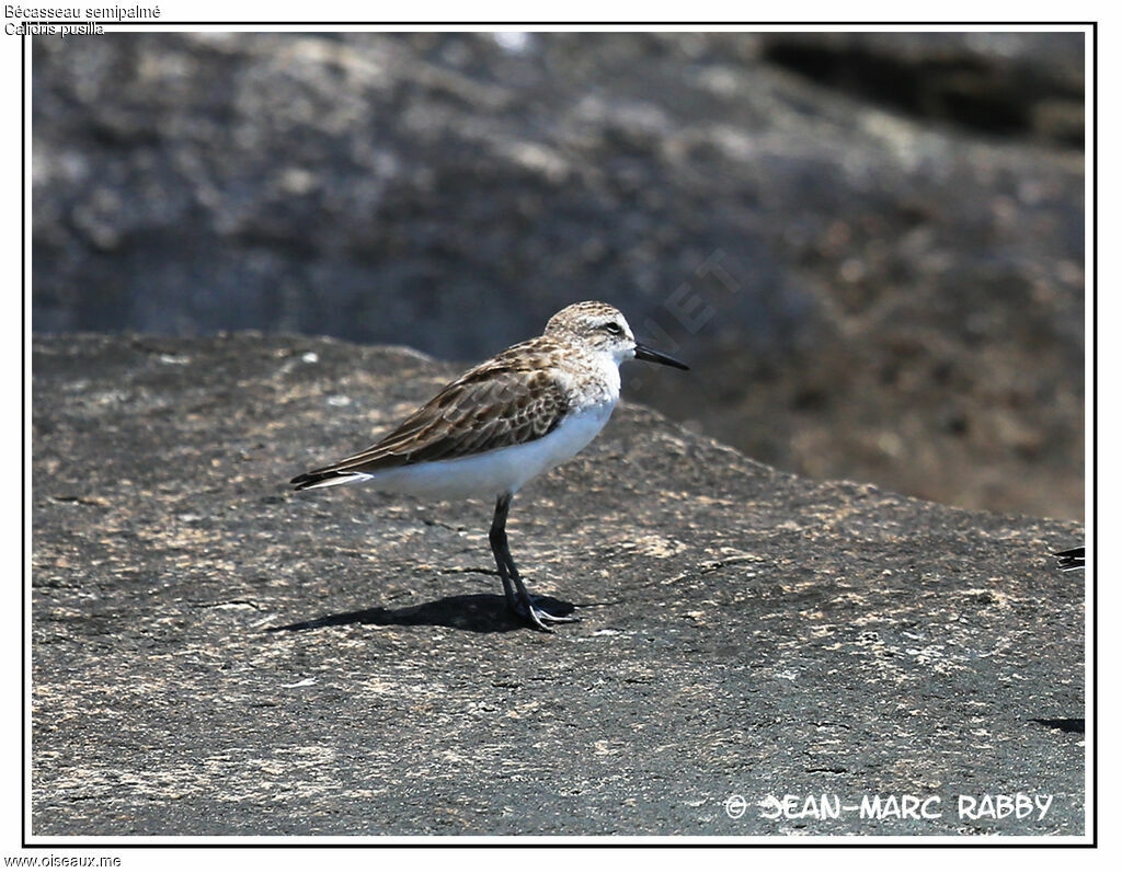 Semipalmated Sandpiper, identification