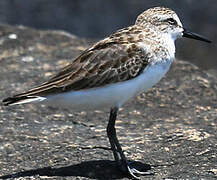 Semipalmated Sandpiper