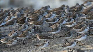 Semipalmated Sandpiper