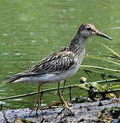 Pectoral Sandpiper
