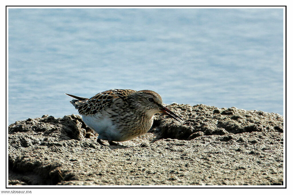 Bécasseau tacheté, identification