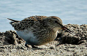 Pectoral Sandpiper