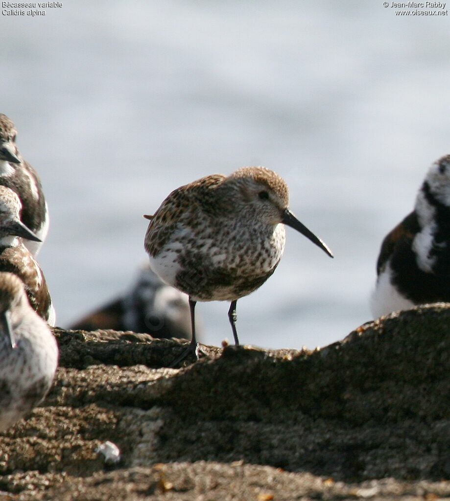 Bécasseau variable, identification