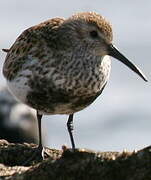 Dunlin