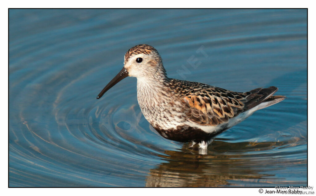 Dunlin, identification