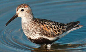 Dunlin