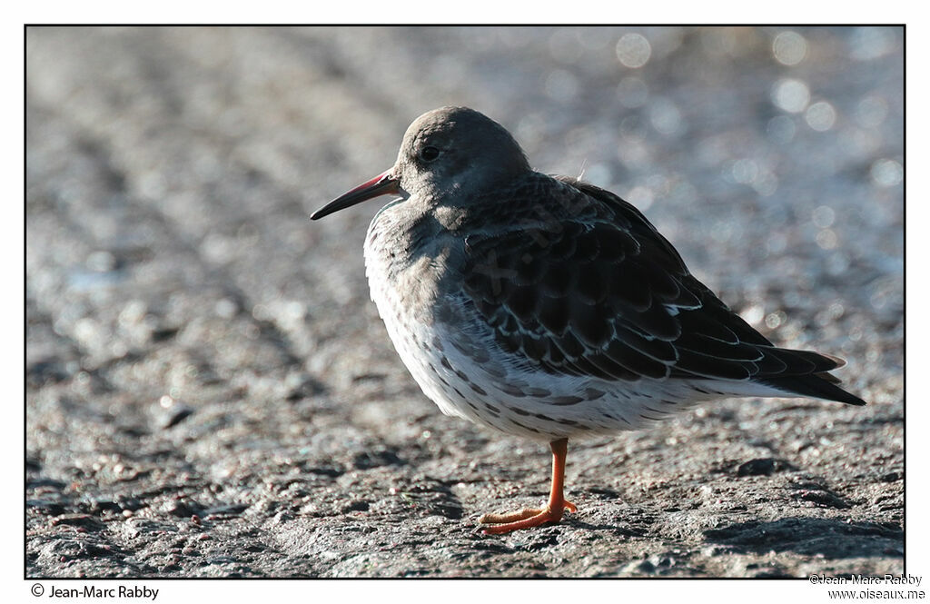 Purple Sandpiper, identification