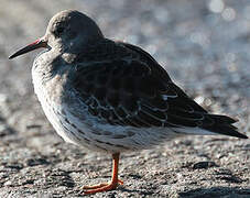 Purple Sandpiper