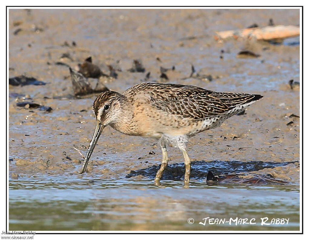 Bécassin à bec court1ère année, identification