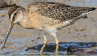 Short-billed Dowitcher