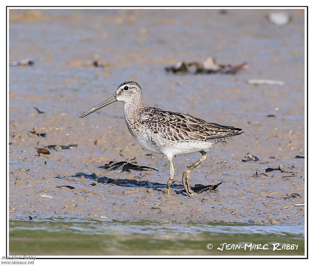 Short-billed Dowitcher, habitat, pigmentation