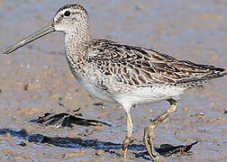 Short-billed Dowitcher