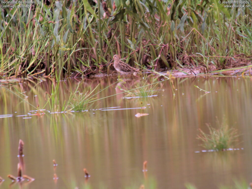 Common Snipe, identification