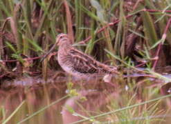 Common Snipe