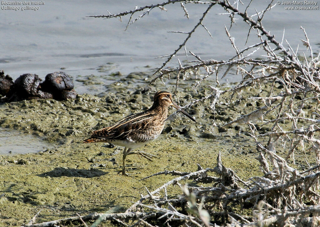 Bécassine des marais, identification