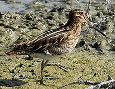 Common Snipe