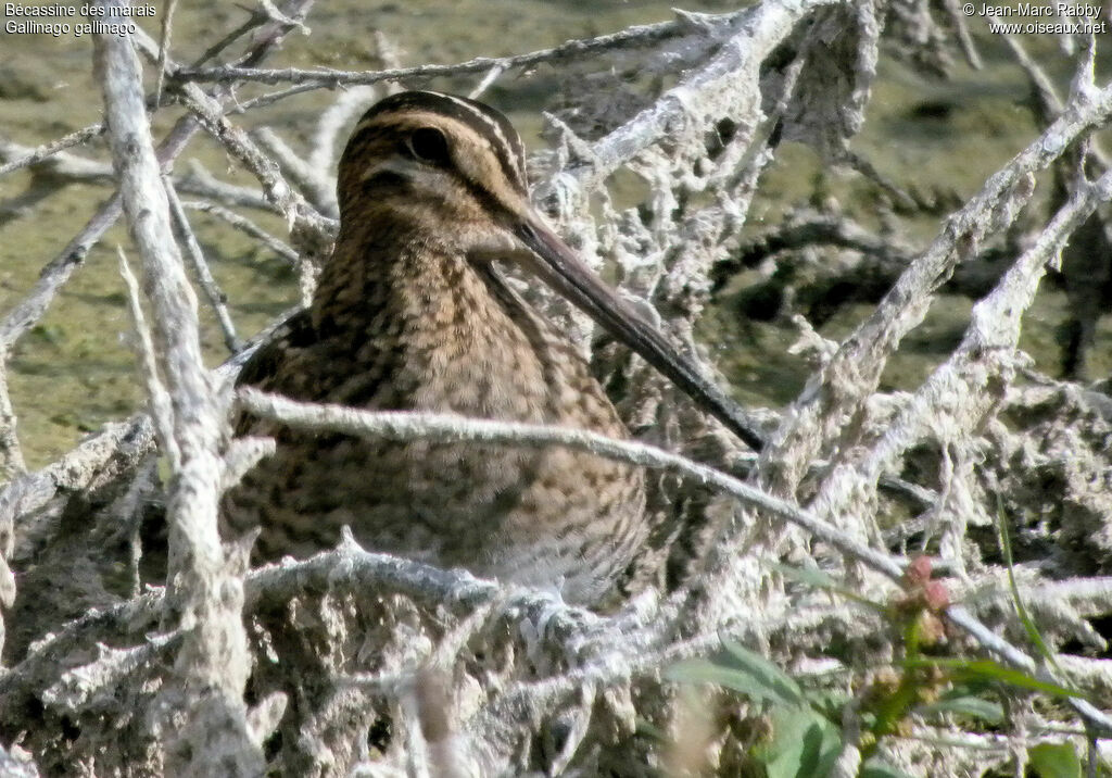 Bécassine des marais, identification