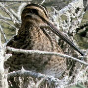 Common Snipe