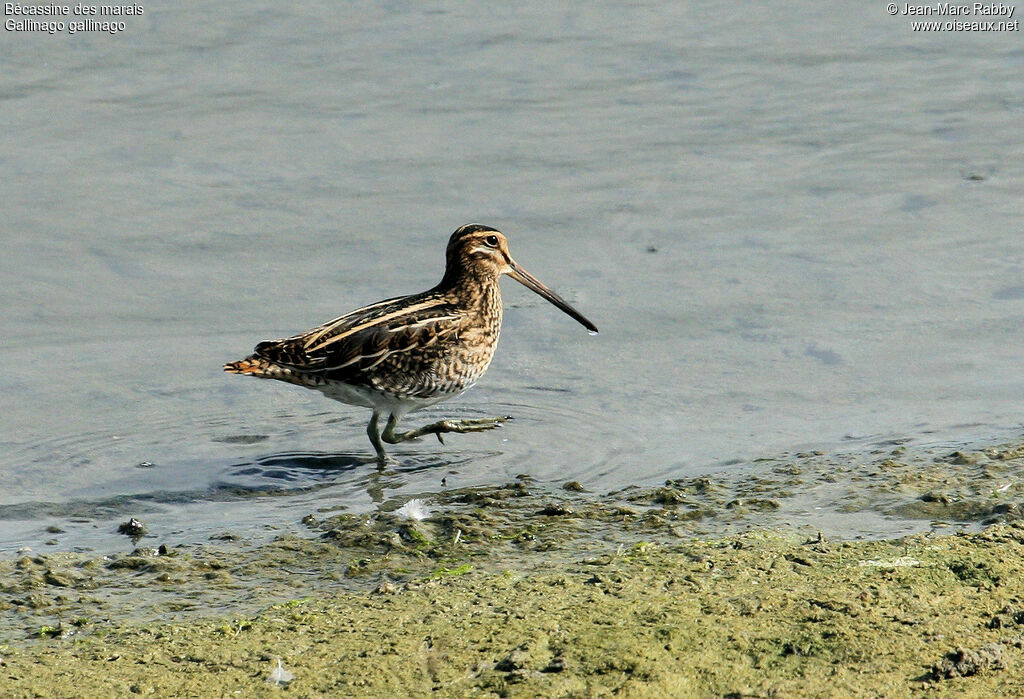 Bécassine des marais, identification