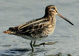 Common Snipe