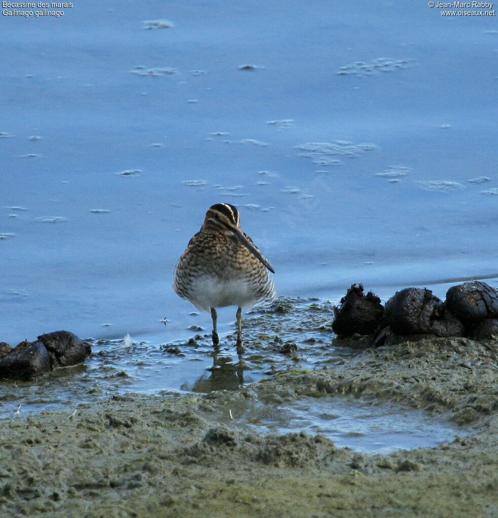 Bécassine des marais, identification