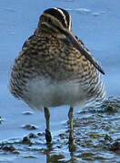 Common Snipe