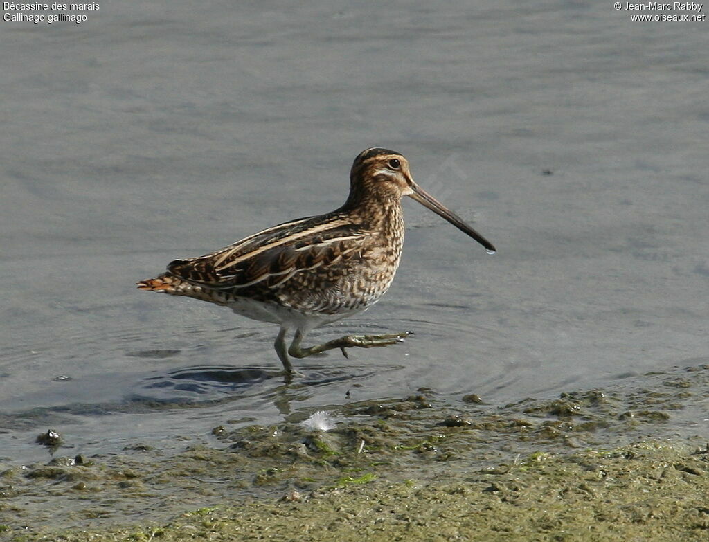 Common Snipe, identification