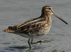 Common Snipe