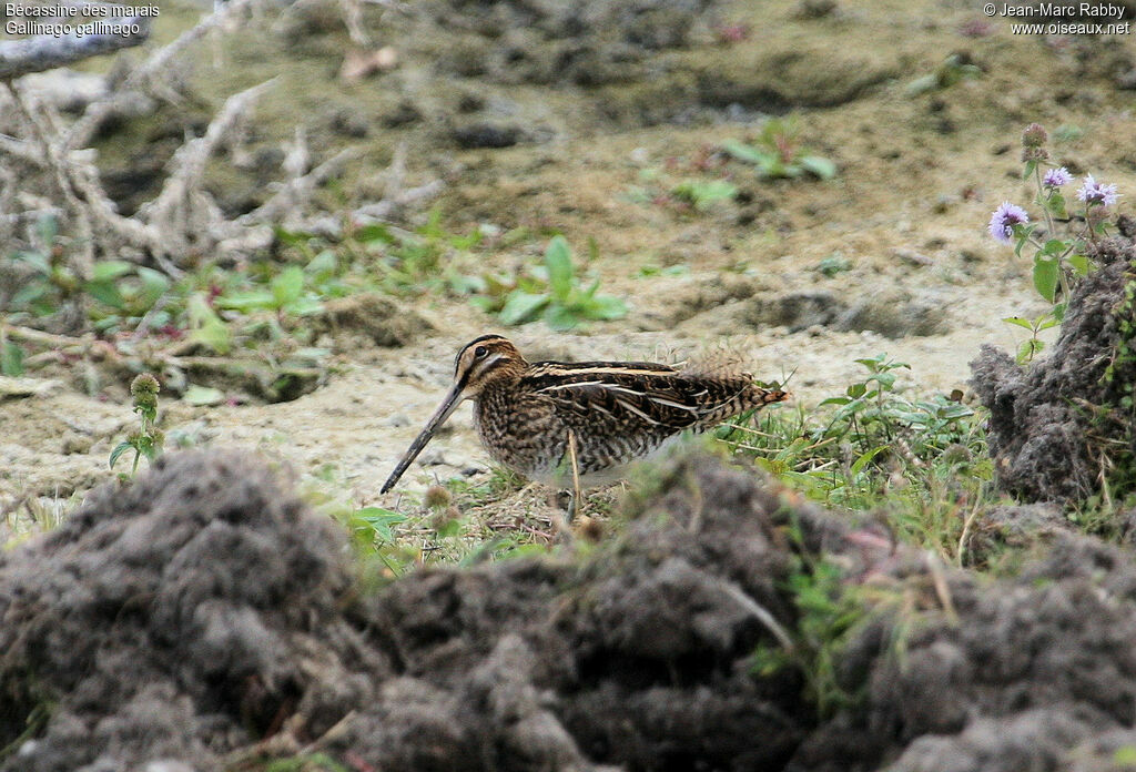 Bécassine des marais, identification