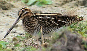 Common Snipe