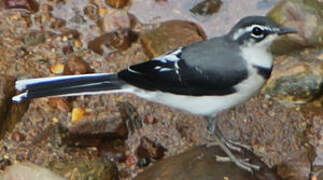 Mountain Wagtail