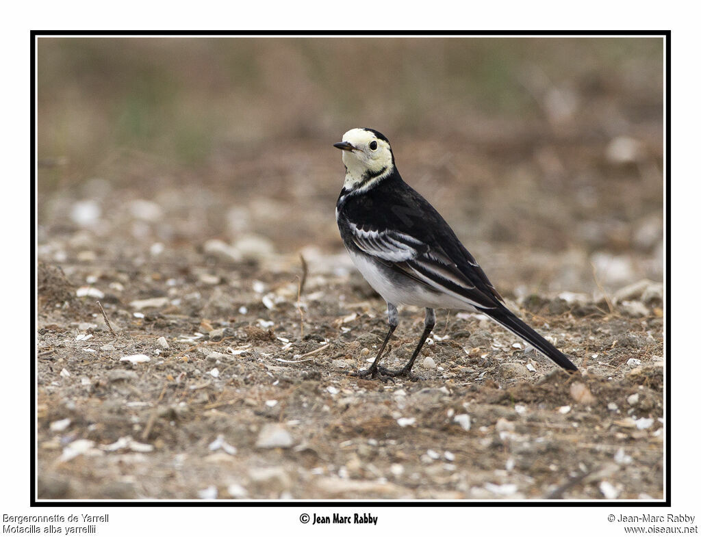 White Wagtail (yarrellii), identification