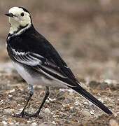 White Wagtail (yarrellii)