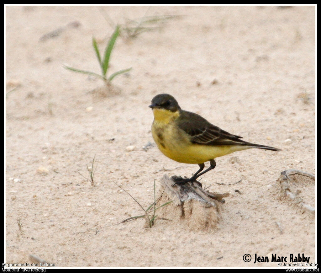 Western Yellow Wagtail (feldegg), identification