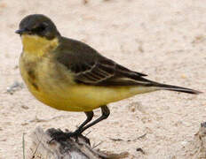 Western Yellow Wagtail (feldegg)