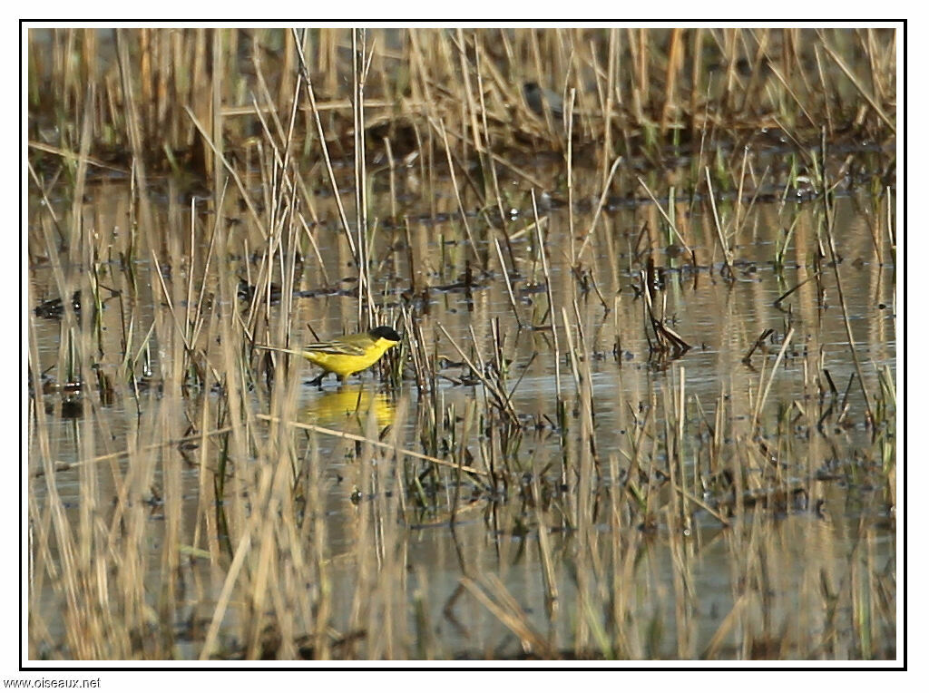 Western Yellow Wagtail (feldegg), identification