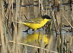 Western Yellow Wagtail (feldegg)