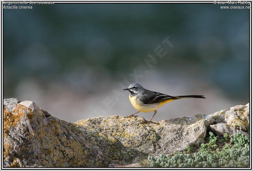 Grey Wagtail, identification