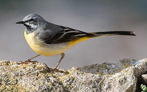 Grey Wagtail