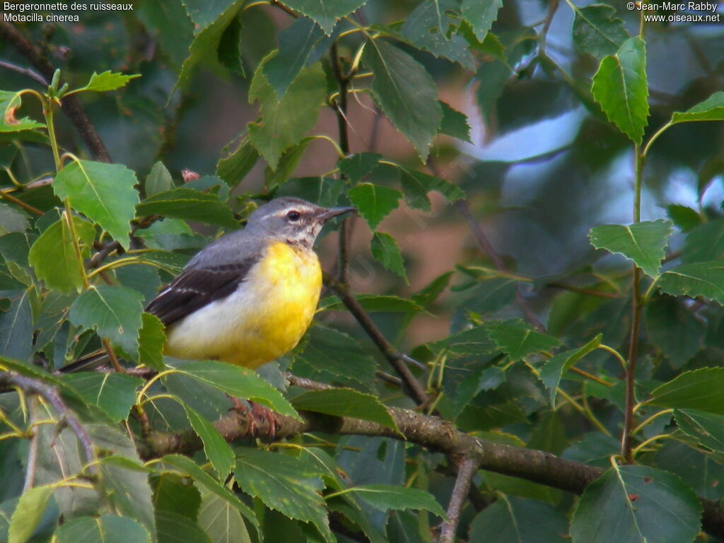 Grey Wagtail, identification