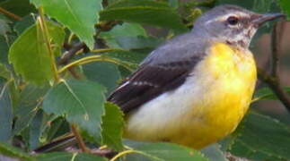 Grey Wagtail